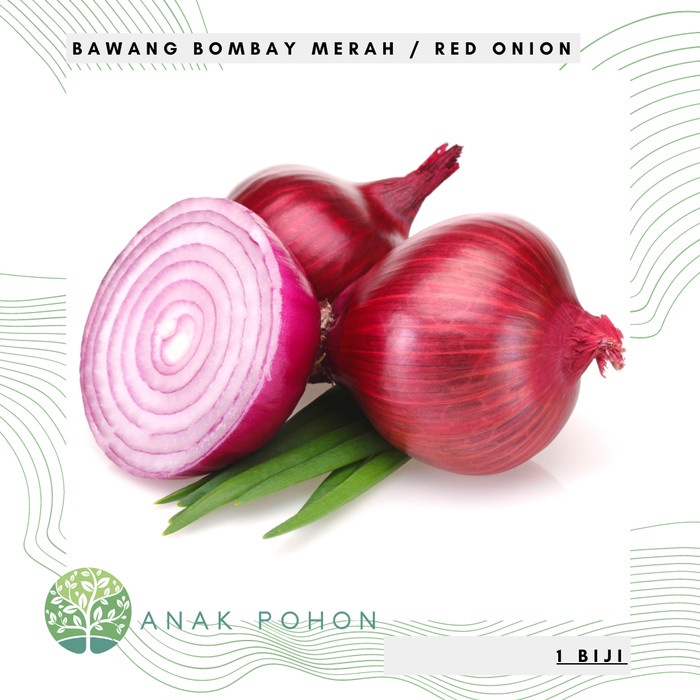 Benih Bibit Biji - Bawang Bombay Merah Red Onion Seeds - IMPORT