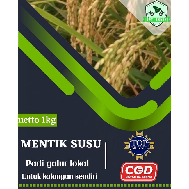 benih padi mentik wangi susu 1kg