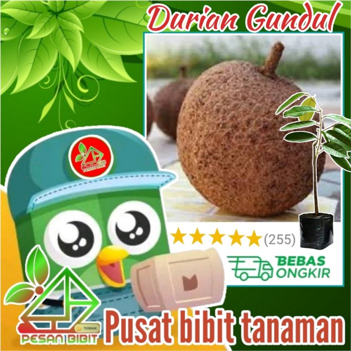 DISCON bibit tanaman buah durian gundul DURIAN TANPA DURI durian paling manis
