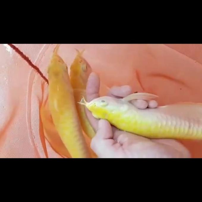 Silahkan Order] arwana arowana silver albino mata merah muda