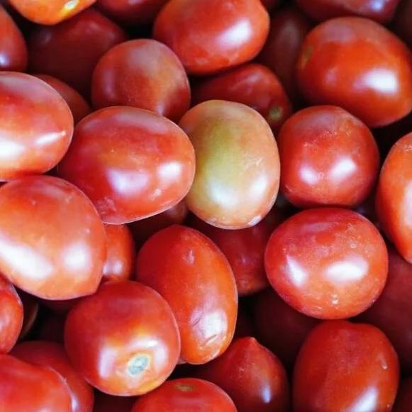 

>>>>>] sayur tomat merah segar fresh buah tomat