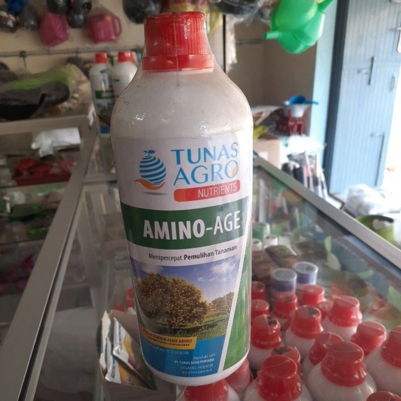 AMINO-AGE (Asam AMINO)