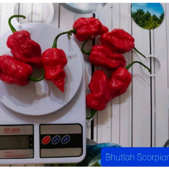 

Ready Stokk Biji Cabe Super Pedas Bhutlah Scorpion ( Lebih Pedas Dari Carolina