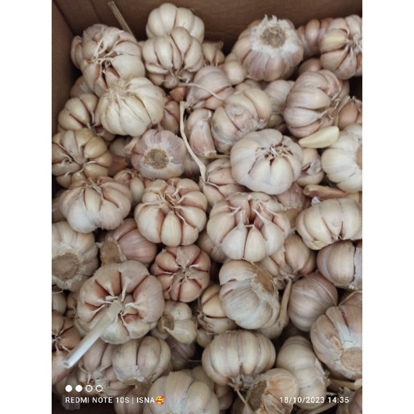 

BAWANG PUTIH KUPAS SENDIRI MURAH