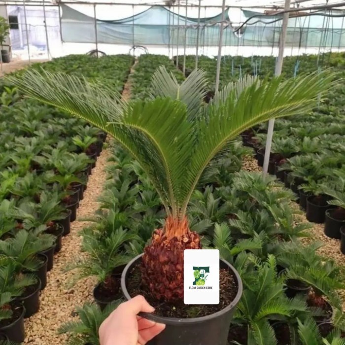 TANAMAN HIAS PALEM SIKAS - PALEM SIKAS TANAMAN - PALEM