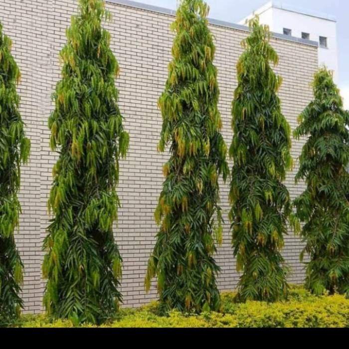 BIBIT TANAMAN GLODOKAN TIANG/ POHON GLODOKAN TIANG, PAKET 10 BIBIT