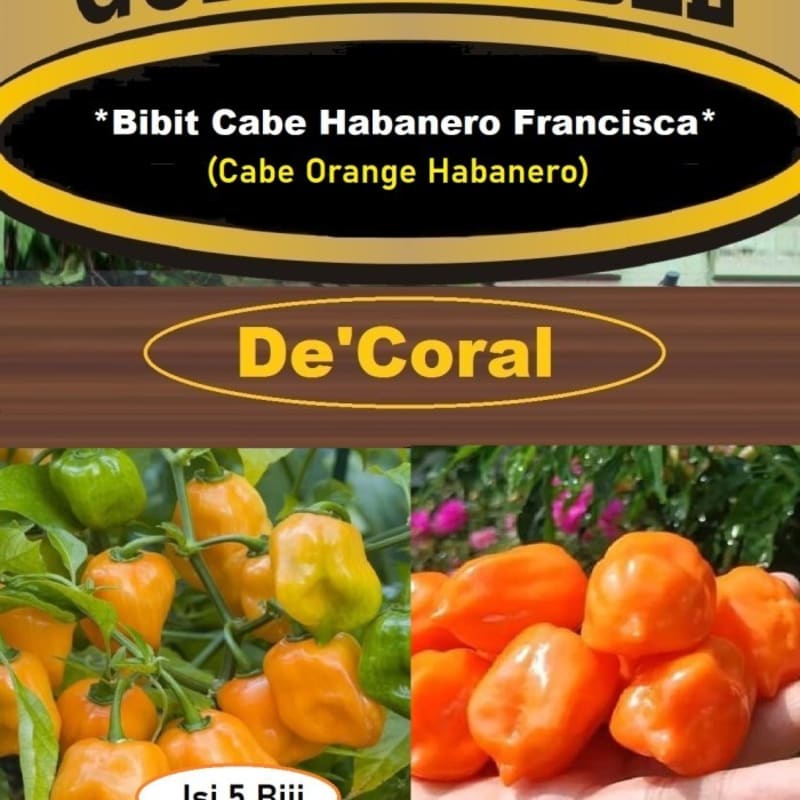 Bibit Cabe Habanero Francisca|Benih Cabe Orange Habanero|Cabe Habanero