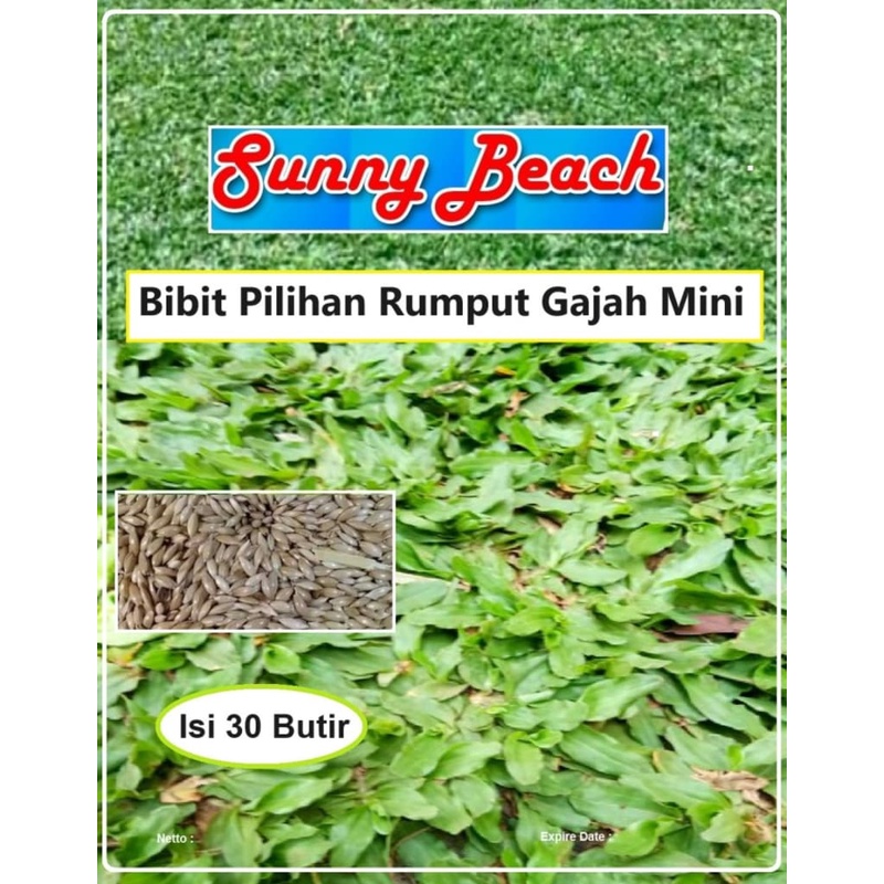 Bibit Pilihan Rumput Gajah Mini | Biji Bibit Rumput Gajah Mini