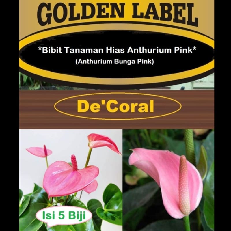 Bibit Tanaman Hias Anthurium Pink | Benih Anthurium Bunga Pink