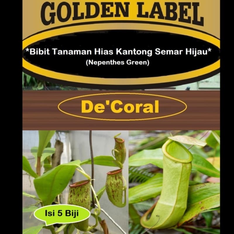 Bibit Tanaman Hias Kantong Semar Hijau| Benih Nepenthes Green