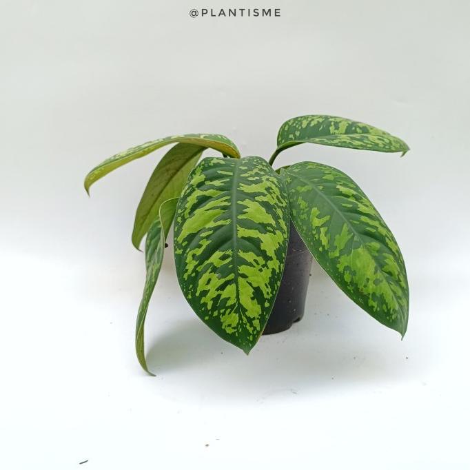 *$*$*$*$] Tanaman Hias - Homalomena Army Schismatoglottis Wallichii