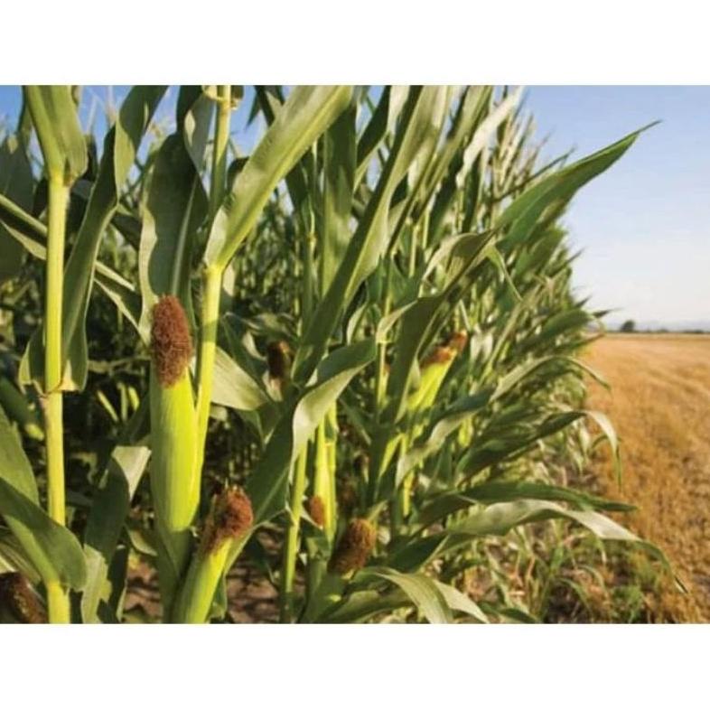 Promo - Benih jagung p35 1kg Bibit jagung pioner p 35 original 