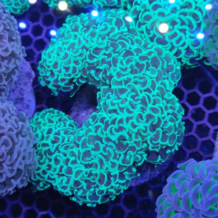 

Coral Siwalan Hijau Stabilo 1