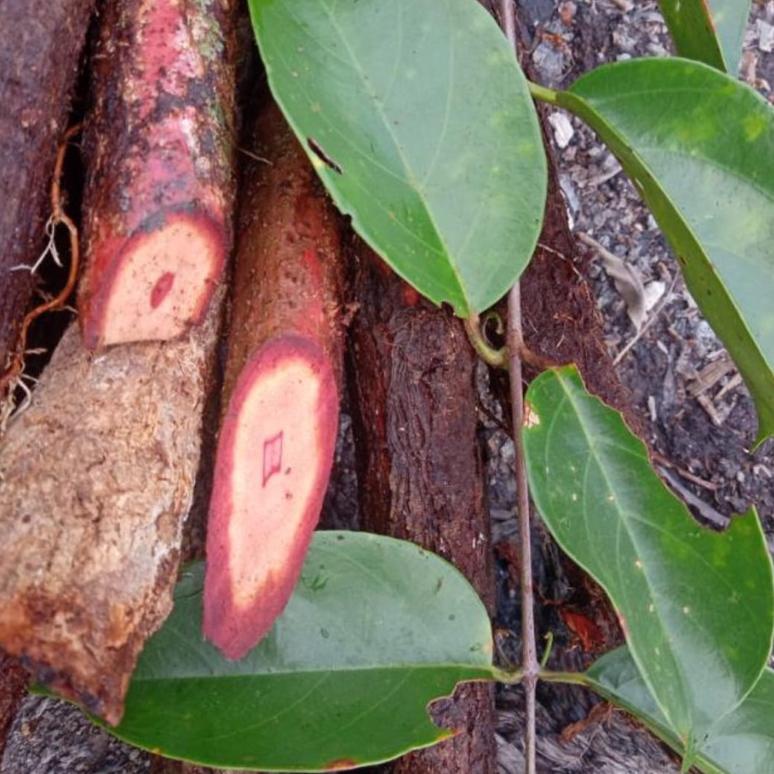 

Miliki Teh Bajakah Kalalawit Asli Kalimantan isi 20pcs .,