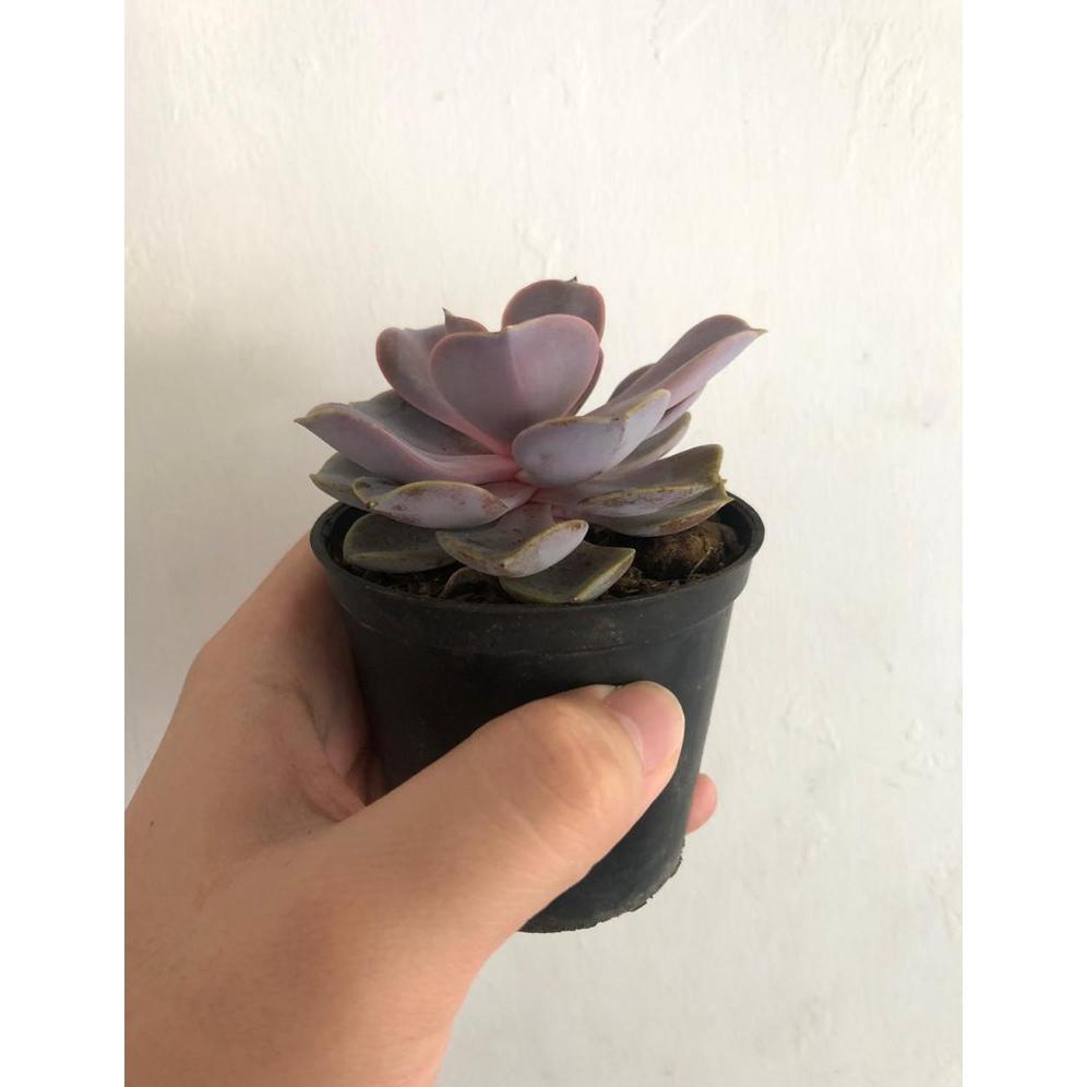 KAKTUS SUKULEN MINI 60 JENIS (HANYA TANAMAN)