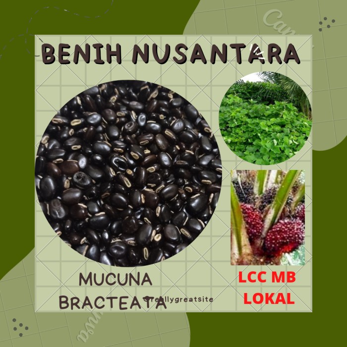 Lcc Mb - Legume Cover Crops - Mucuna Bracteata - Lokal - 500 Gram