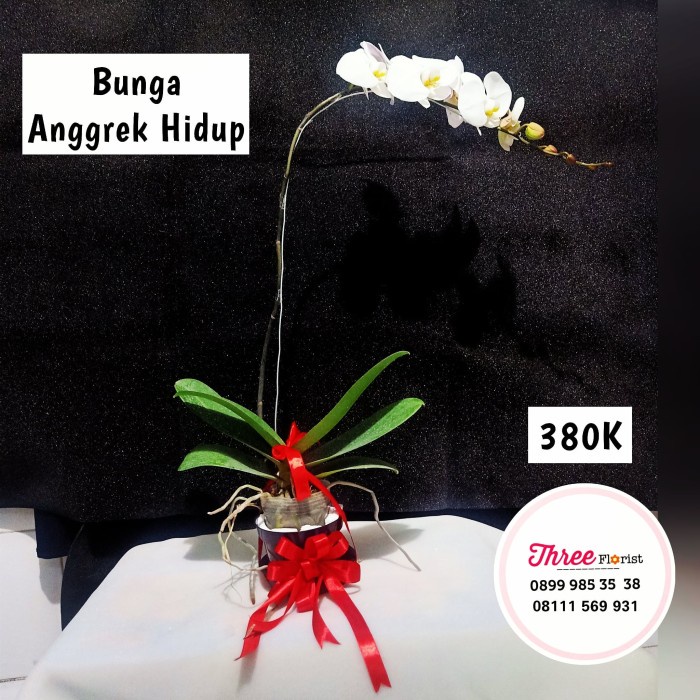 ✅Ready Bunga Anggrek Hidup / Bunga Anggrek / Vas Bunga Anggrek / Pot Anggrek Terbaru