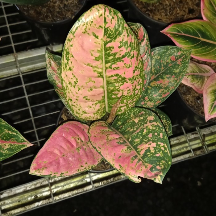 [New Ori] Tanaman Hias Aglonema Ruby Fanta Bisa Sameday