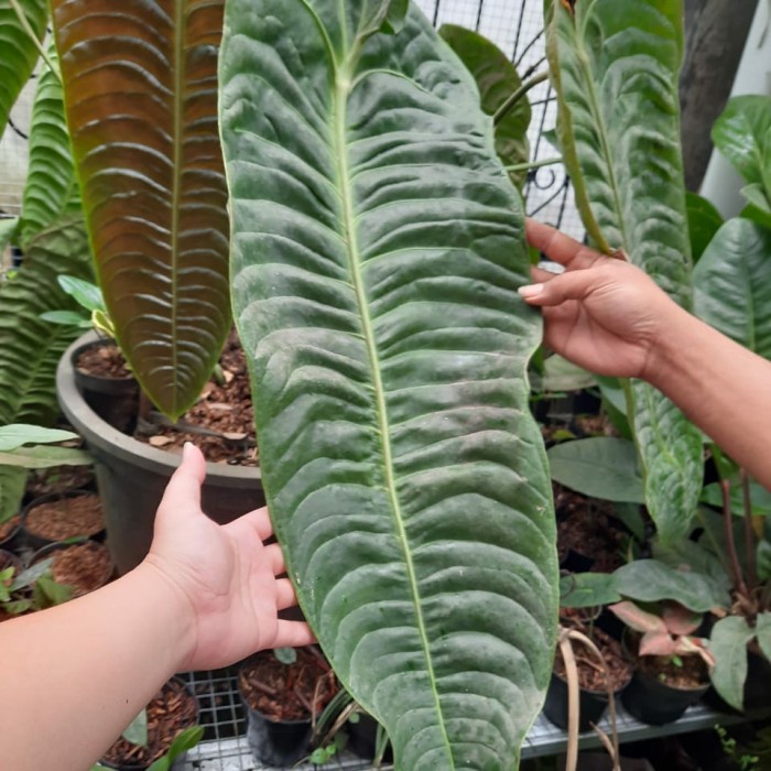 [New Ori] Anthurium Veitchii Baby Terbatas