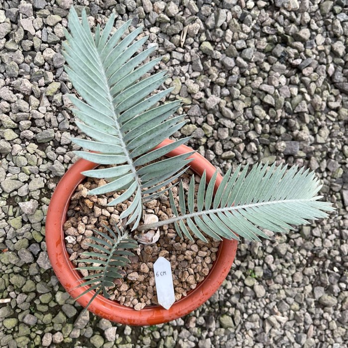 [New Ori] Encephalartos Hirsutus Caudex 6Cm Bisa Sameday