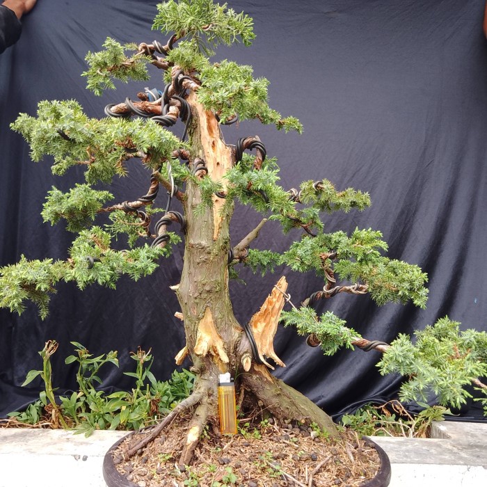 Minluch Bonsai Cemara Jadi Juni Verus Cemara Papua. Batang Besar