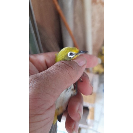 burung kacamata mata putih/montanus