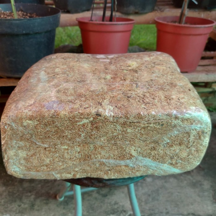 Media Tanam Sphagnum Moss 1 Kg