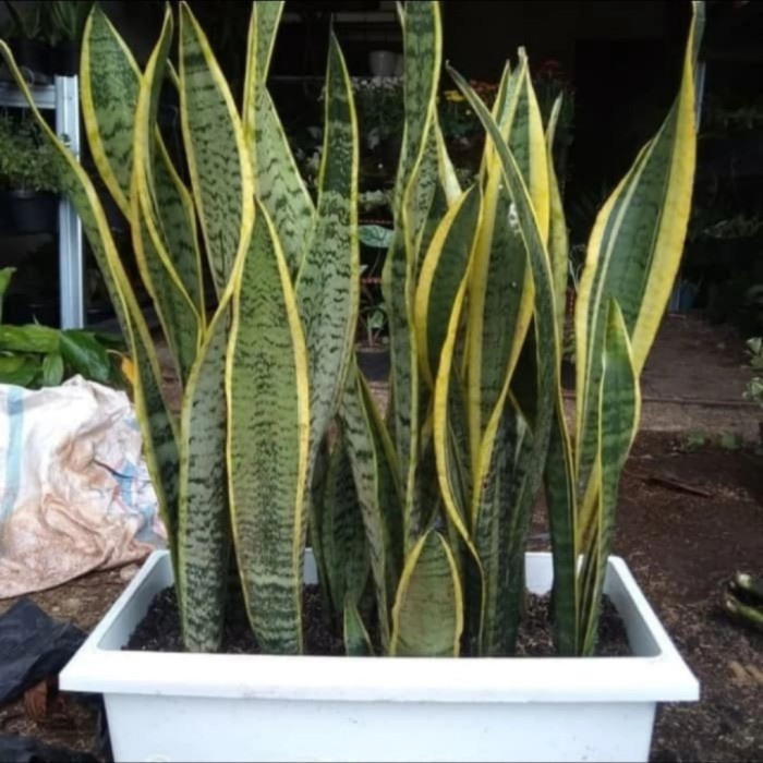 Lidah Mertua Pot Kotak Panjang