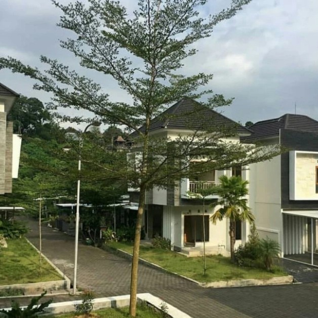 Pohon Ketapang Kencana 2 Meter Rimbun