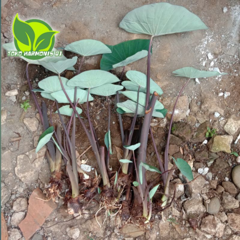 Bibit talas ungu-bibit talas lompong bibit lompong sayuran siap tanam