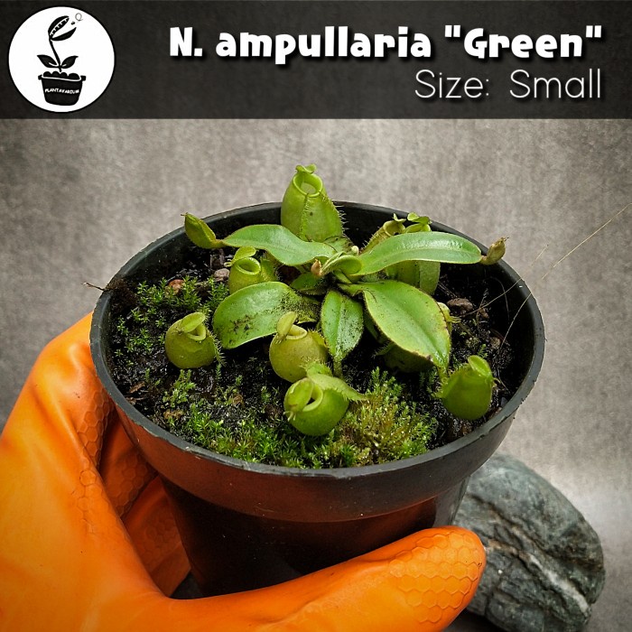 TANAMAN KARNIVORA KANTONG SEMAR NEPENTHES AMPULLARIA