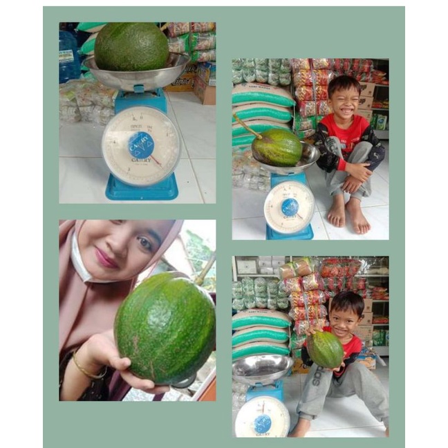alpukat markus jumbo 2kg beli 5 gratis 1 garansi uang kembali jika bibit mati saat datang