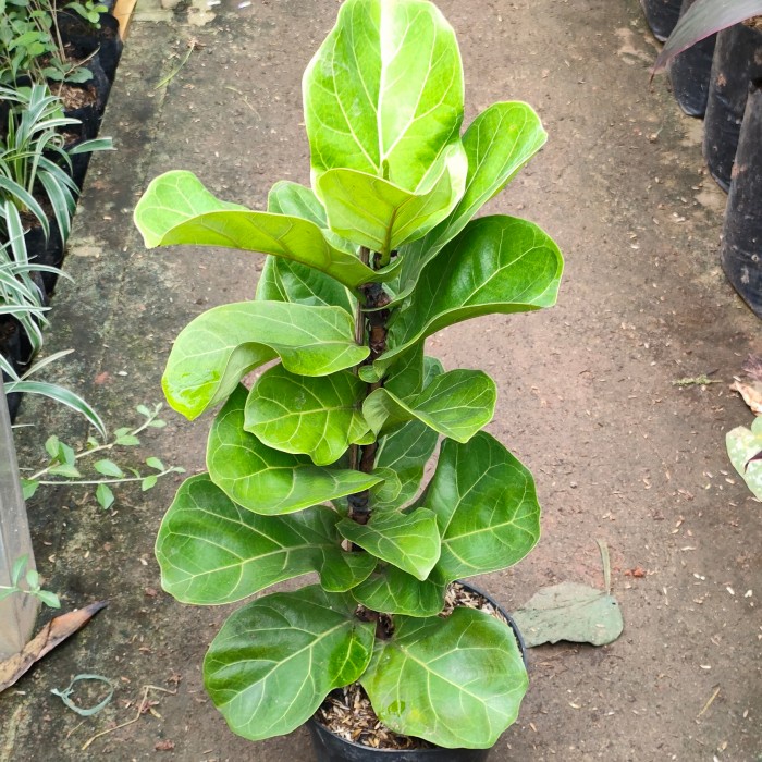 TANAMAN HIAS FIDDLE LEAF FIG BIOLA MINI /KETAPANG BIOLA MINI+POT& BATU