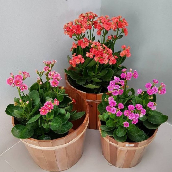 TANAMAN HIAS 3 PAKET COCOR BEBEK + POT HITAM / PAKET 3 COCOR BEBEK