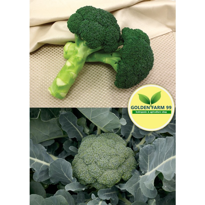 Benih Brokoli Hibrida F1 Green Magic Sakata Seed - Ori