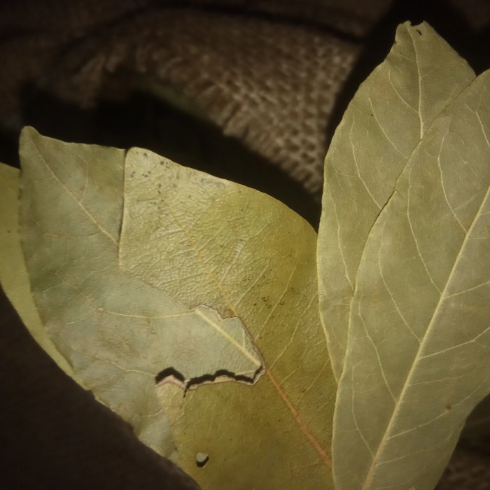 

,,,,,,,] Bayleaf Bay Leaves Turkish Daun Salam 25 Gram Untuk Kabuli Untuk Kare