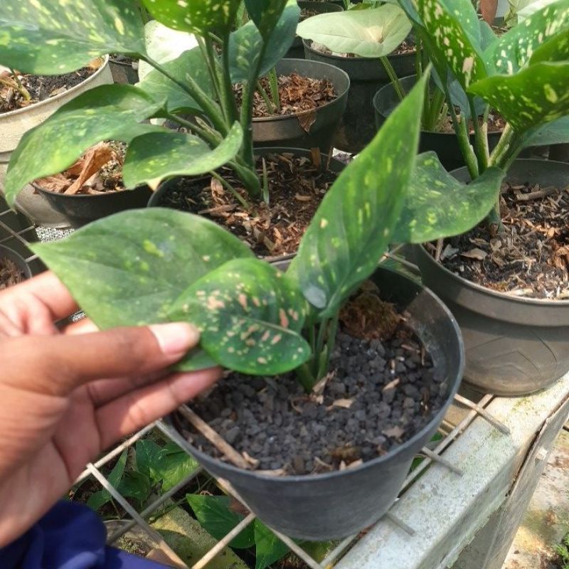 Tanaman Bunga Aglonema Sri Rejeki