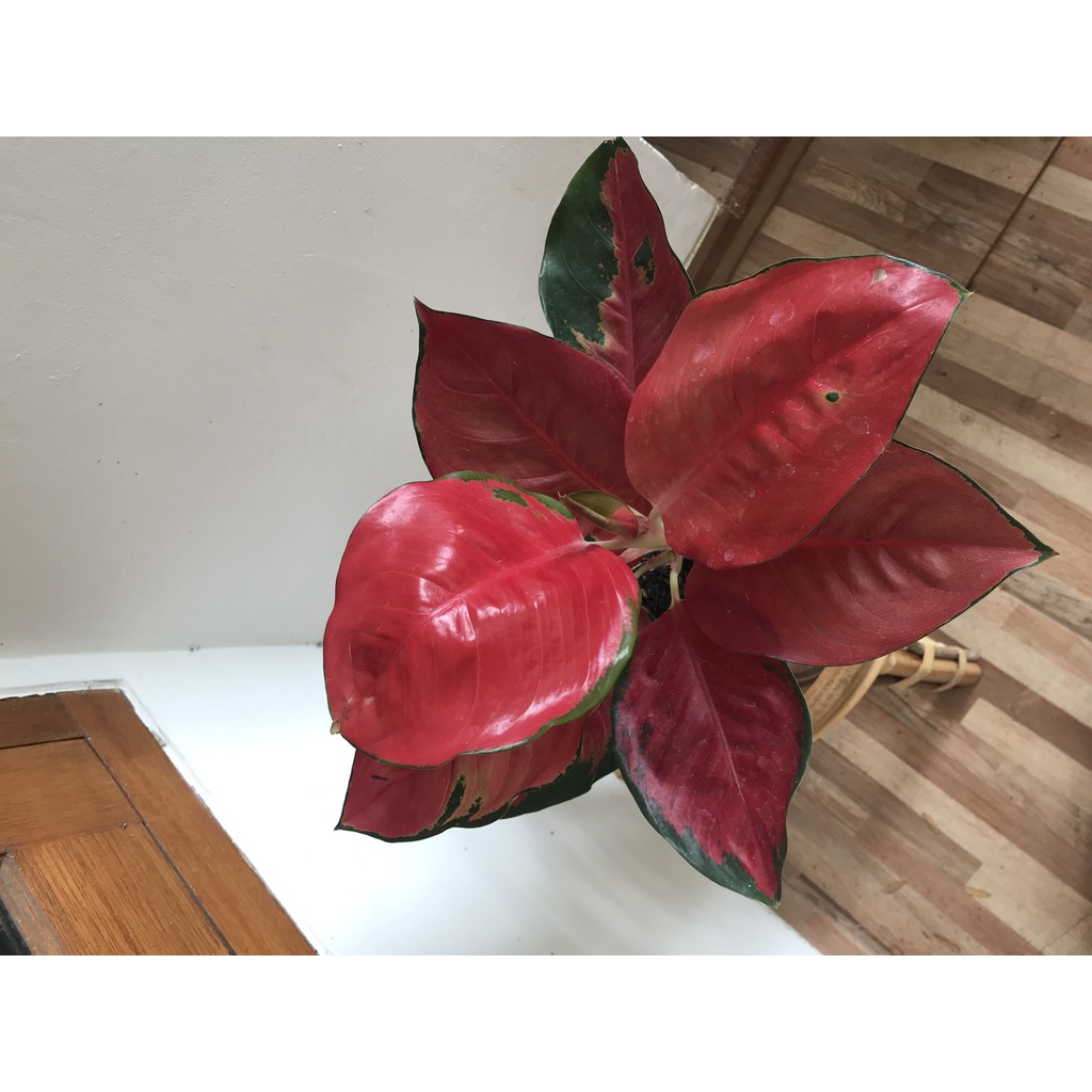 Aglaonema Suksom Remaja / Aglonema Suksom Jaipong Induk Lokal Jumbo Rumpun