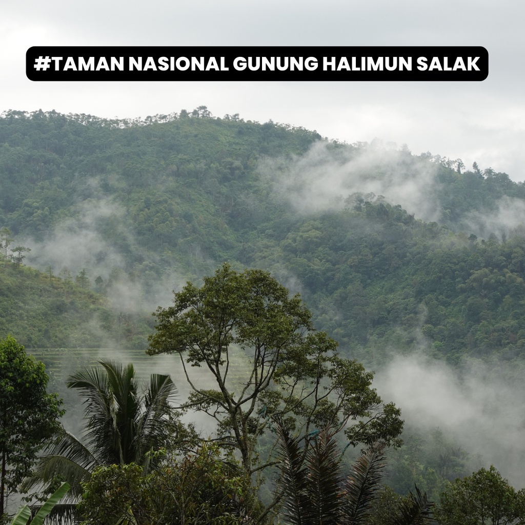 

Gula Aren Bubuk Sachet / Sti Mahorahora 5Gr - Isi 30 Sachet