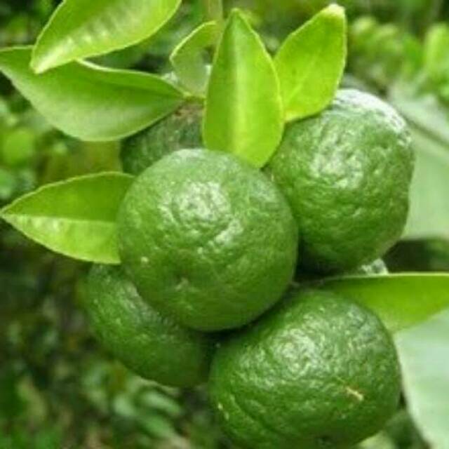BIBIT BUAH JERUK LIMAU KASTURI  BIBIT JERUK SAMBAL -Terlaris