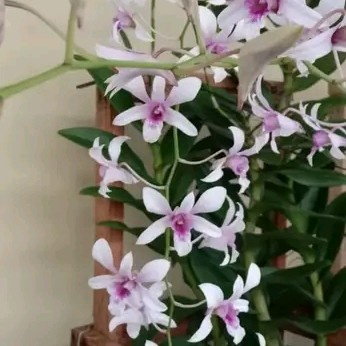 Anggrek Dendrobium Albertine Dewasa