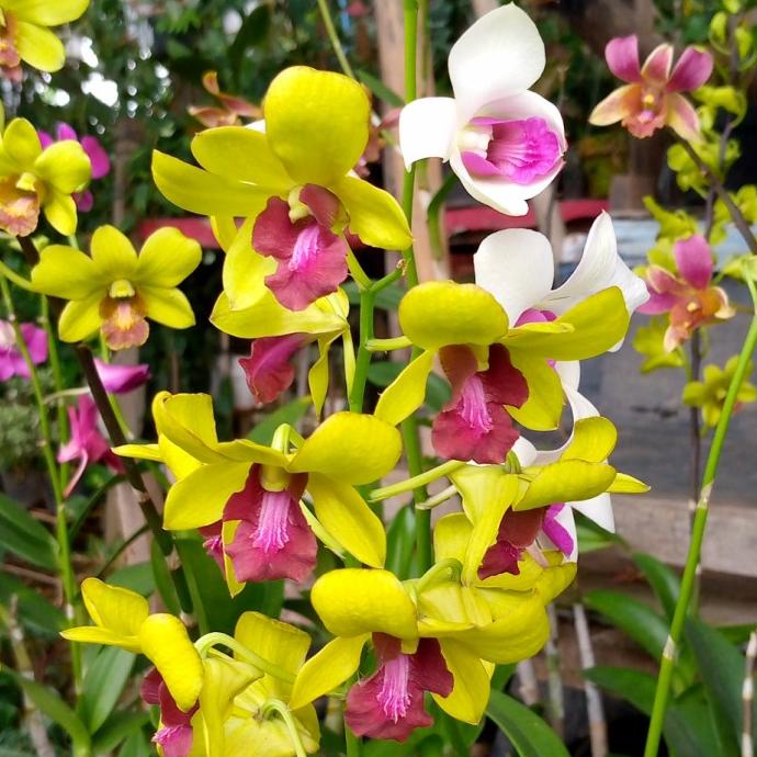 MILIKI ANGGREK DENDROBIUM/BUNGA HIAS HIDUP/TANAMAN ANGGREK DENDROBIUM + POT TERMURAH