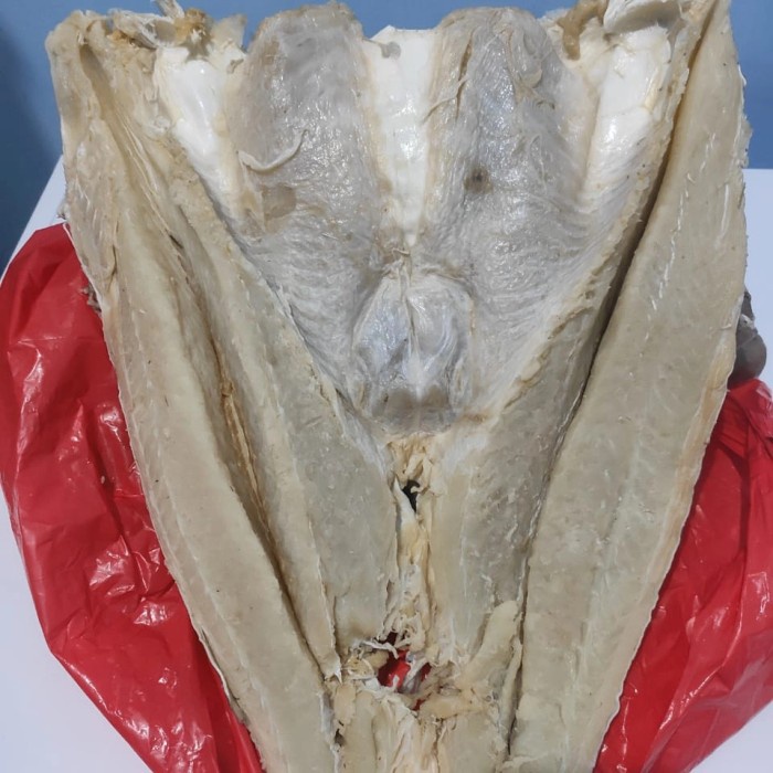 

Ikan Asin Jambal 1Kg Kualitas Istimewa