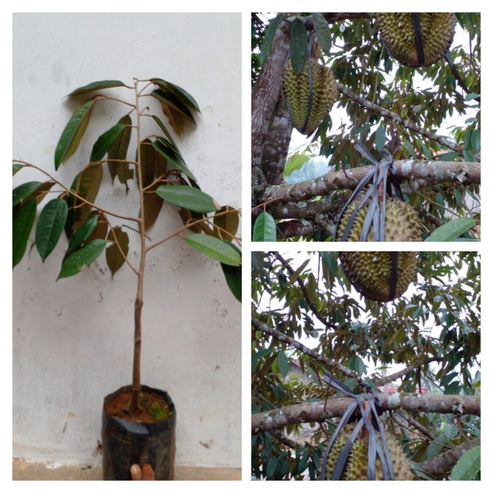 bibit durian bawor banyumas -Terlaris