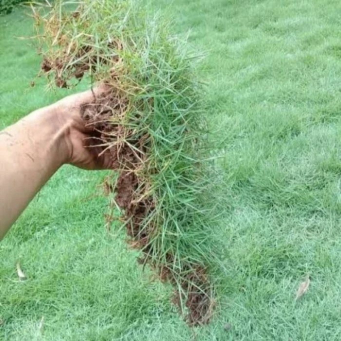 Promo Rumput Jepang Per Meter