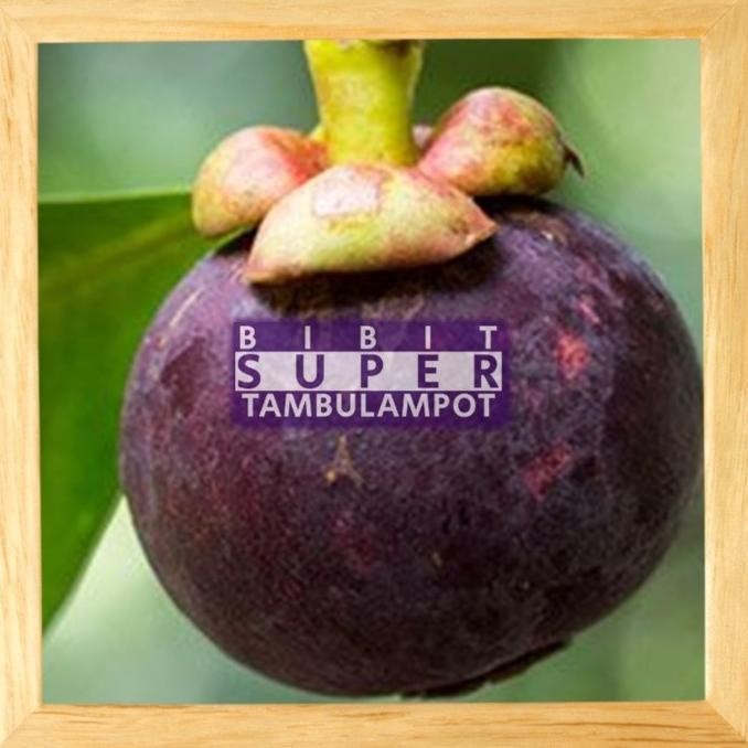 MXX VIRALL Bibit Tanaman Buah manggis Okulasi Stek Cangkok Unggul