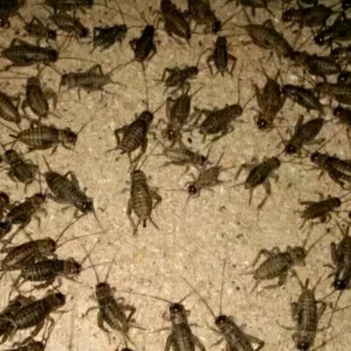 Jangkrik - jangkrik alam - jangkrik genggong ukuran