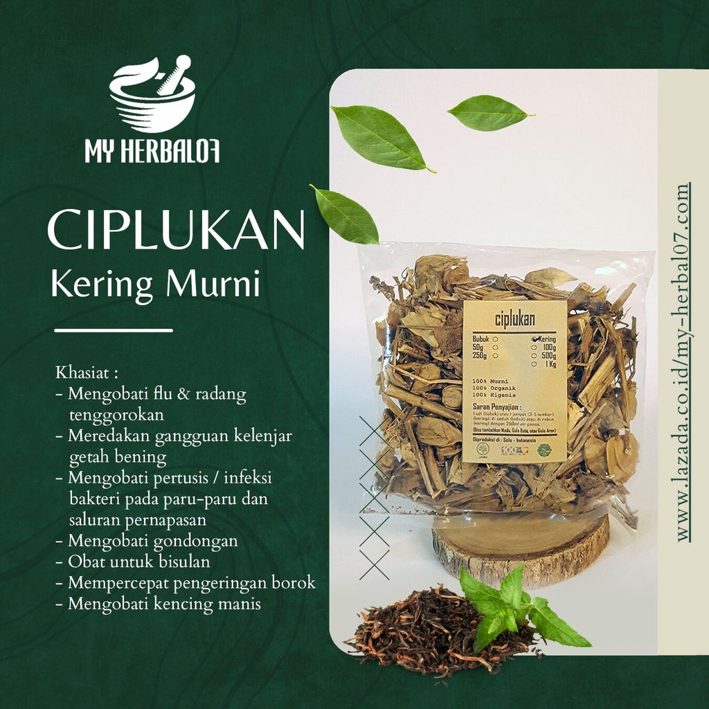 Herbal Kesehatan Buah Ciplukan Kering / Physalis Angulata 250 Gram
