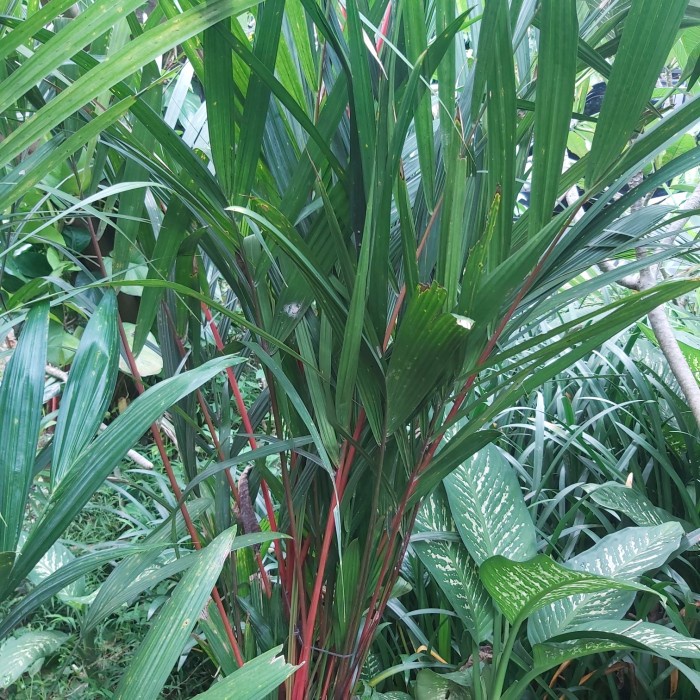 [COD] Tanaman Hias Palem Merah 2Meter Limited