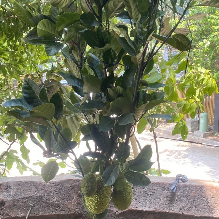 [COD] Tanaman Buah Nangka Sudah Berbuah Berkualitas